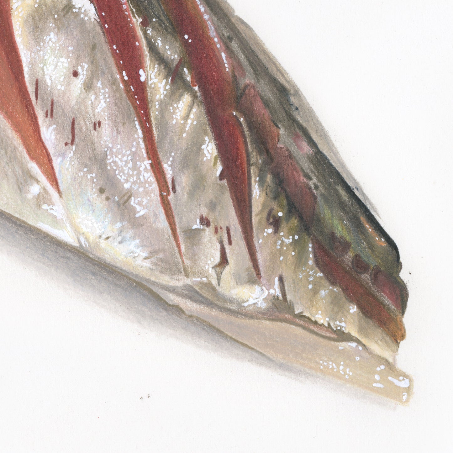 Aji, Tier ①