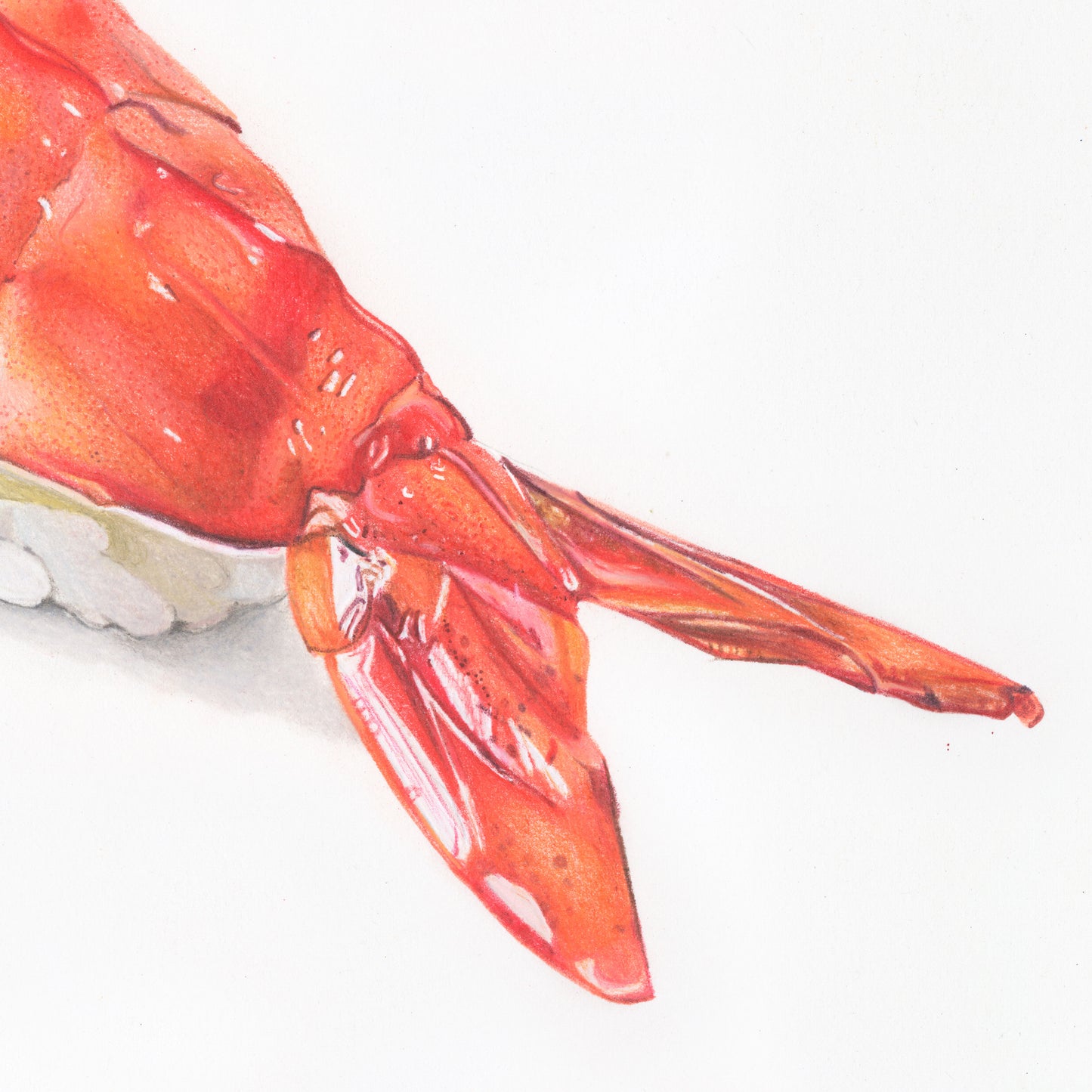 Ebi, Tier ①