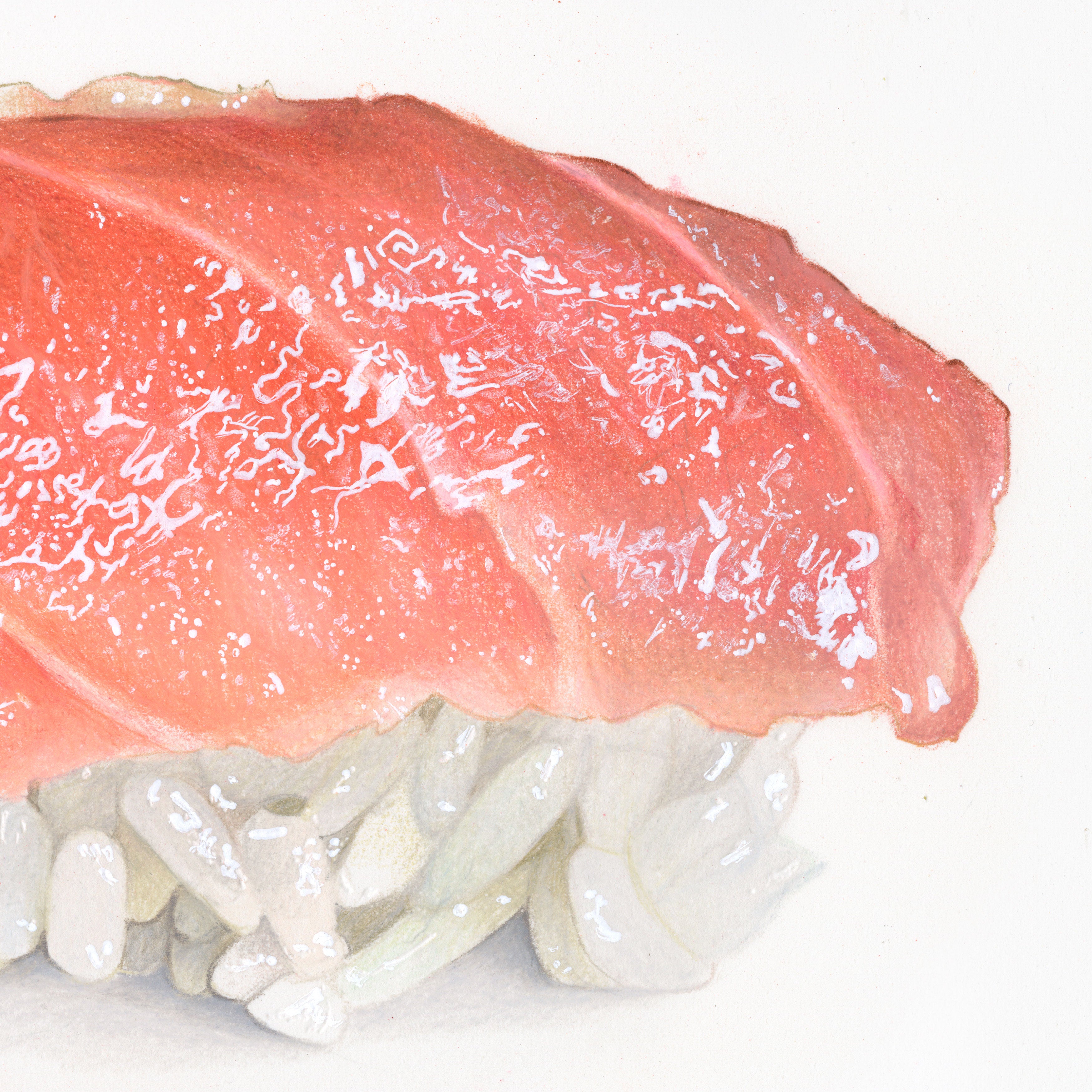 Otoro