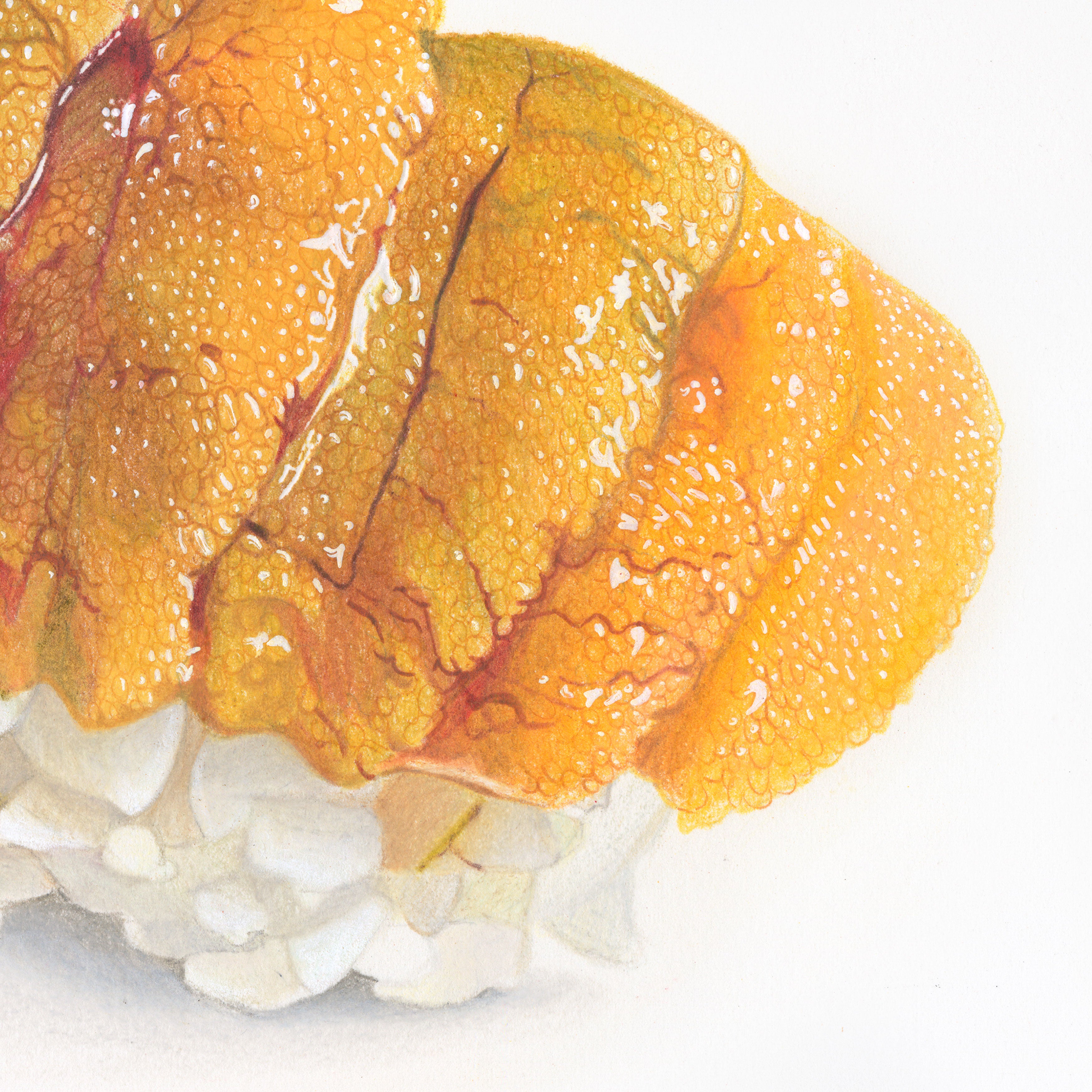 Uni